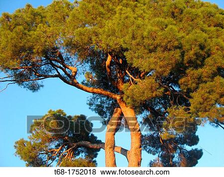Pine View Large Photo Image Stock Photo - Pine. Fotosearch