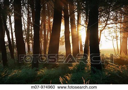 Pine tree forest at dawn in Galicia, towards Finisterre, Santiago Way, Camino de Santiago. Spain, Europe View Large Photo Image Stock Image - Pine tree forest at dawn in Galicia, towards Finisterre, Santiago Way, Camino de Santiago. Spain, Europe. Fotosearch