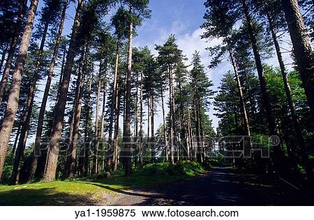 Pine tree forest, Col de l'Ouillat in Alberes mountain range, L'Albere, Eastern Pyrenees, Languedoc-Roussillon, France View Large Photo Image Stock Photography - Pine tree forest, Col de l'Ouillat in Alberes mountain range, L'Albere, Eastern Pyrenees, Languedoc-Roussillon, France. Fotosearch