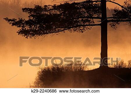 Pine tree silhouettes on lake shore with fog at sunrise, Greater Sudbury, Ontario, Canada. View Large Photo Image Stock Photograph - Pine tree silhouettes on lake shore with fog at sunrise, Greater Sudbury, Ontario, Canada.. Fotosearch