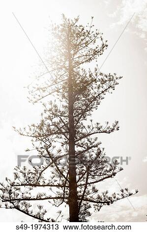 Stock Image - Pine tree. Villanueva de Castell? n, Valencia, Spain. Fotosearch