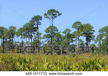 Pine trees and palmettos in pine flatwoods ecosystem View Large Photo Image Stock Image - Pine trees and palmettos in pine flatwoods ecosystem. Fotosearch