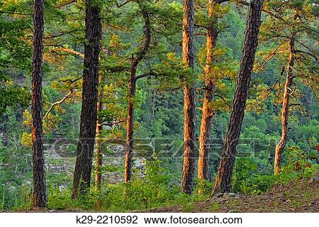 Pine trees at the edge of Cedar Creek Canyon, Petit Jean State Park, Arkansas, USA. View Large Photo Image Stock Image - Pine trees at the edge of Cedar Creek Canyon, Petit Jean State Park, Arkansas, USA.. Fotosearch