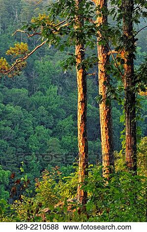 Pine trees at the edge of Cedar Creek Canyon, Petit Jean State Park, Arkansas, USA. View Large Photo Image Stock Photo - Pine trees at the edge of Cedar Creek Canyon, Petit Jean State Park, Arkansas, USA.. Fotosearch