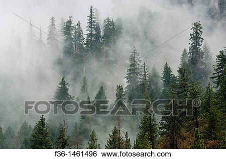 Pine Trees in clouds, Yosemite National Park, California View Large Photo Image Stock Photograph - Pine Trees in clouds, Yosemite National Park, California. Fotosearch