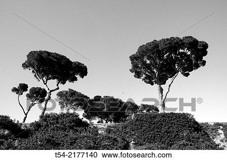 Pine Trees in Rome View Large Photo Image Stock Image - Pine Trees in Rome. Fotosearch