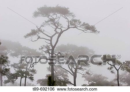 Pine trees in the morning mist View Large Photo Image Stock Photograph - Pine trees in the morning mist. Fotosearch
