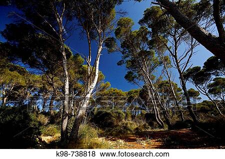 Pine trees (Pinus ceciliae) endemic to Minorca island, Cami de Cavalls path, Minorca. Balearic Islands, Spain View Large Photo Image Stock Photo - Pine trees (Pinus ceciliae) endemic to Minorca island, Cami de Cavalls path, Minorca. Balearic Islands, Spain. Fotosearch