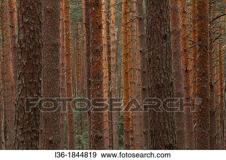 Pine trees View Large Photo Image Stock Photo - Pine trees. Fotosearch