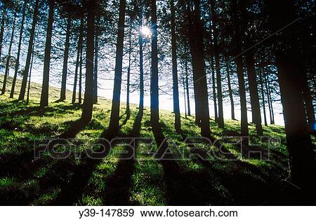 Pine trees View Large Photo Image Stock Photo - Pine trees. Fotosearch