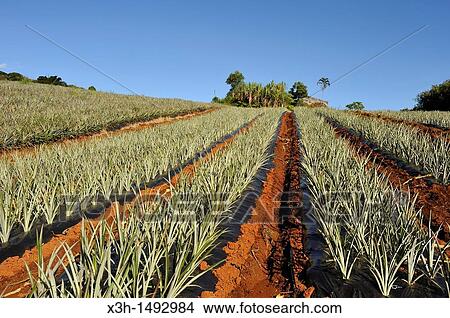 Picture - pineapple field on the east coast. Reunion island, overseas departement of France, Indian Ocean. Fotosearch