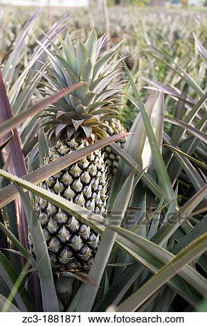 Pineapple field, Phuket, Province of Phuket, Thailand. View Large Photo Image Stock Image - Pineapple field, Phuket, Province of Phuket, Thailand.. Fotosearch