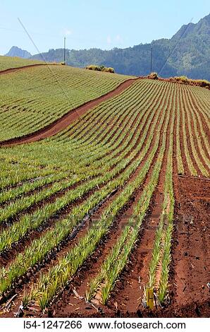 Stock Photograph - Pineapple Fields along Kamehameha Highway North Shore Hawaii Oahu Pacific Ocean. Fotosearch