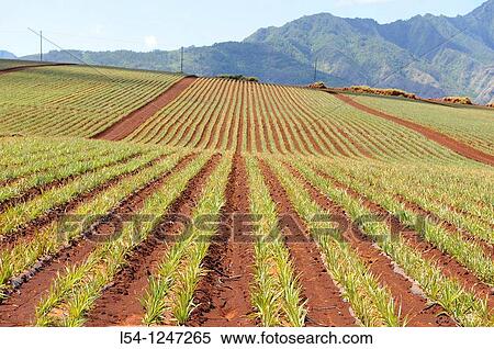 Pineapple Fields along Kamehameha Highway North Shore Hawaii Oahu Pacific Ocean View Large Photo Image Stock Photography - Pineapple Fields along Kamehameha Highway North Shore Hawaii Oahu Pacific Ocean. Fotosearch