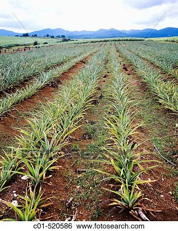 Pineapple plantation field. Guadeloupe, Caribbean, France View Large Photo Image Stock Photograph - Pineapple plantation field. Guadeloupe, Caribbean, France. Fotosearch