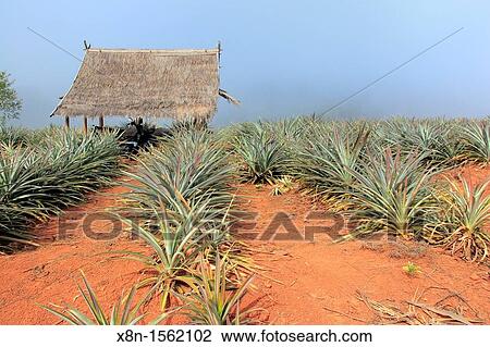 Pineapples field, Laos View Large Photo Image Stock Image - Pineapples field, Laos. Fotosearch