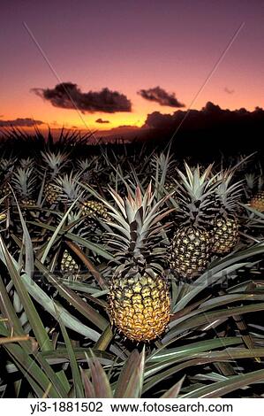 Pineapples upcountry Maui, Hawaii at sunset View Large Photo Image Stock Image - Pineapples upcountry Maui, Hawaii at sunset. Fotosearch
