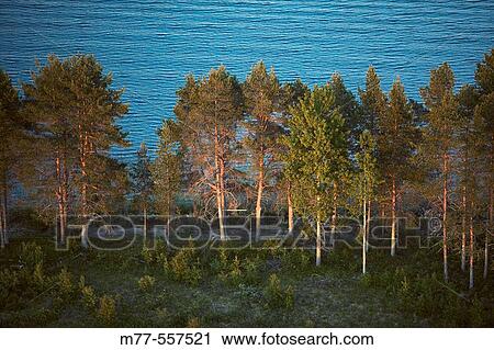Pineforest, lake, aerial view. Gargn? s. Lappland. Sweden View Large Photo Image Stock Image - Pineforest, lake, aerial view. Gargn? s. Lappland. Sweden. Fotosearch