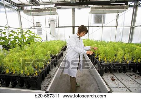 Stock Image - Pines and conifers, biosafety greenhouse, P2, Neiker Tecnalia, Instituto de Investigaci? n y Desarrollo Agrario, Ganadero, Forestal y del Medio Natural, Arkaute, Alava, Euskadi, Spain.. Fotosearch
