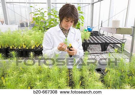 Pines and conifers, biosafety greenhouse, P2, Neiker Tecnalia, Instituto de Investigaci? n y Desarrollo Agrario, Ganadero, Forestal y del Medio Natural, Arkaute, Alava, Euskadi, Spain. View Large Photo Image Stock Photo - Pines and conifers, biosafety greenhouse, P2, Neiker Tecnalia, Instituto de Investigaci? n y Desarrollo Agrario, Ganadero, Forestal y del Medio Natural, Arkaute, Alava, Euskadi, Spain.. Fotosearch
