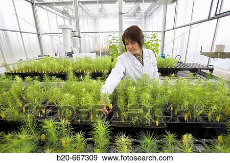 Pines and conifers, biosafety greenhouse, P2, Neiker Tecnalia, Instituto de Investigaci? n y Desarrollo Agrario, Ganadero, Forestal y del Medio Natural, Arkaute, Alava, Euskadi, Spain. View Large Photo Image Stock Photo - Pines and conifers, biosafety greenhouse, P2, Neiker Tecnalia, Instituto de Investigaci? n y Desarrollo Agrario, Ganadero, Forestal y del Medio Natural, Arkaute, Alava, Euskadi, Spain.. Fotosearch