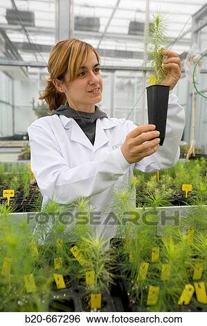 Pines and conifers, biosafety greenhouse, P2, Neiker Tecnalia, Instituto de Investigaci? n y Desarrollo Agrario, Ganadero, Forestal y del Medio Natural, Arkaute, Alava, Euskadi, Spain. View Large Photo Image Stock Photograph - Pines and conifers, biosafety greenhouse, P2, Neiker Tecnalia, Instituto de Investigaci? n y Desarrollo Agrario, Ganadero, Forestal y del Medio Natural, Arkaute, Alava, Euskadi, Spain.. Fotosearch