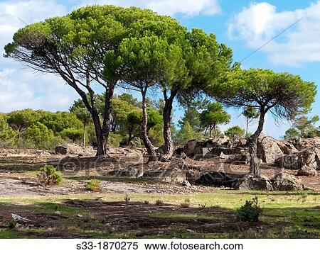 Pines in El Piquillo Cadalso de los Vidrios Madrid Espaa View Large Photo Image Stock Photography - Pines in El Piquillo Cadalso de los Vidrios Madrid Espaa. Fotosearch