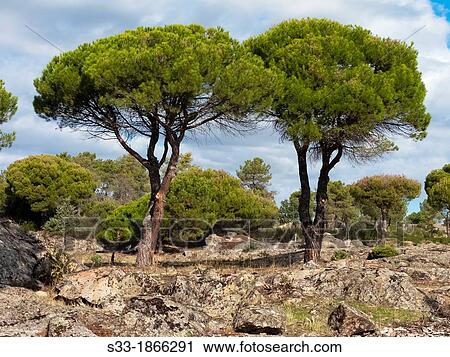 Stock Image - Pines in Halc? n cliff Cadalso de los Vidrios Madrid Espaa. Fotosearch
