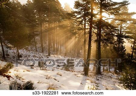 Stock Image - Pines in the Polvorosas hill Sierra de Guadarrama Lozoya Madrid Spain. Fotosearch