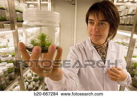 Pines. In vitro culture. Plant Production and Protection, Biotechnology Laboratory, Neiker Tecnalia, Instituto de Investigaci? n y Desarrollo Agrario, Ganadero, Forestal y del Medio Natural, Arkaute, Alava, Euskadi, Spain. View Large Photo Image Picture - Pines. In vitro culture. Plant Production and Protection, Biotechnology Laboratory, Neiker Tecnalia, Instituto de Investigaci? n y Desarrollo Agrario, Ganadero, Forestal y del Medio Natural, Arkaute, Alava, Euskadi, Spain.. Fotosearch