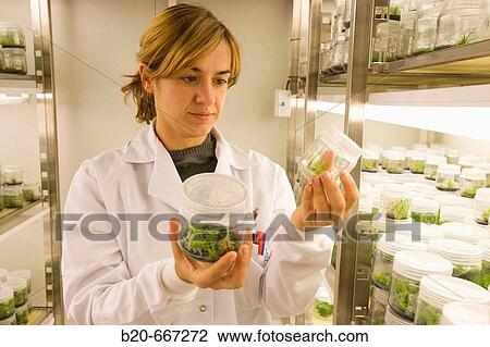 Stock Image - Pines. In vitro culture. Plant Production and Protection, Biotechnology Laboratory, Neiker Tecnalia, Instituto de Investigaci? n y Desarrollo Agrario, Ganadero, Forestal y del Medio Natural, Arkaute, Alava, Euskadi, Spain.. Fotosearch