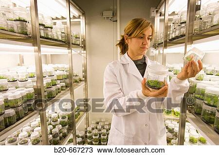 Stock Image - Pines. In vitro culture. Plant Production and Protection, Biotechnology Laboratory, Neiker Tecnalia, Instituto de Investigaci? n y Desarrollo Agrario, Ganadero, Forestal y del Medio Natural, Arkaute, Alava, Euskadi, Spain.. Fotosearch