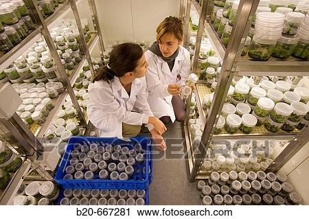 Stock Image - Pines. In vitro culture. Plant Production and Protection, Biotechnology Laboratory, Neiker Tecnalia, Instituto de Investigaci? n y Desarrollo Agrario, Ganadero, Forestal y del Medio Natural, Arkaute, Alava, Euskadi, Spain.. Fotosearch