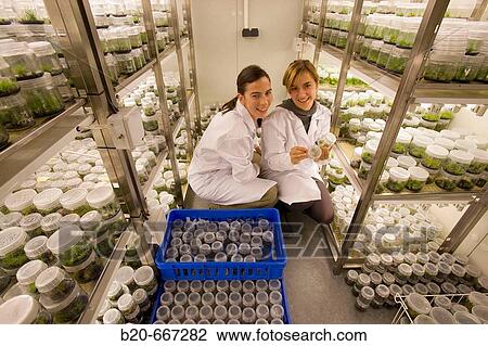 Pines. In vitro culture. Plant Production and Protection, Biotechnology Laboratory, Neiker Tecnalia, Instituto de Investigaci? n y Desarrollo Agrario, Ganadero, Forestal y del Medio Natural, Arkaute, Alava, Euskadi, Spain. View Large Photo Image Stock Image - Pines. In vitro culture. Plant Production and Protection, Biotechnology Laboratory, Neiker Tecnalia, Instituto de Investigaci? n y Desarrollo Agrario, Ganadero, Forestal y del Medio Natural, Arkaute, Alava, Euskadi, Spain.. Fotosearch