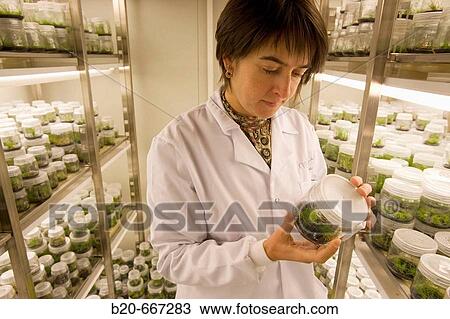 Pines. In vitro culture. Plant Production and Protection, Biotechnology Laboratory, Neiker Tecnalia, Instituto de Investigaci? n y Desarrollo Agrario, Ganadero, Forestal y del Medio Natural, Arkaute, Alava, Euskadi, Spain. View Large Photo Image Stock Image - Pines. In vitro culture. Plant Production and Protection, Biotechnology Laboratory, Neiker Tecnalia, Instituto de Investigaci? n y Desarrollo Agrario, Ganadero, Forestal y del Medio Natural, Arkaute, Alava, Euskadi, Spain.. Fotosearch