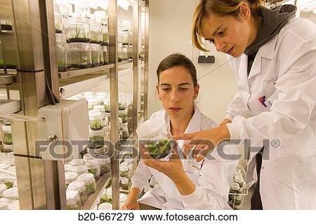 Pines. In vitro culture. Plant Production and Protection, Biotechnology Laboratory, Neiker Tecnalia, Instituto de Investigaci? n y Desarrollo Agrario, Ganadero, Forestal y del Medio Natural, Arkaute, Alava, Euskadi, Spain. View Large Photo Image Stock Photo - Pines. In vitro culture. Plant Production and Protection, Biotechnology Laboratory, Neiker Tecnalia, Instituto de Investigaci? n y Desarrollo Agrario, Ganadero, Forestal y del Medio Natural, Arkaute, Alava, Euskadi, Spain.. Fotosearch