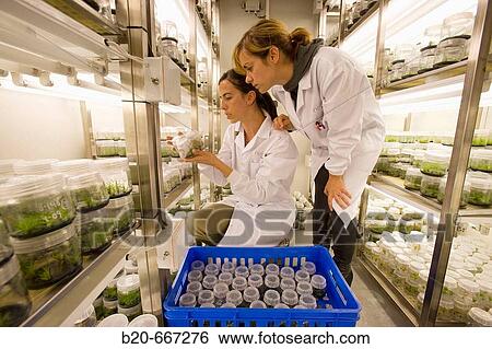 Stock Photograph - Pines. In vitro culture. Plant Production and Protection, Biotechnology Laboratory, Neiker Tecnalia, Instituto de Investigaci? n y Desarrollo Agrario, Ganadero, Forestal y del Medio Natural, Arkaute, Alava, Euskadi, Spain.. Fotosearch