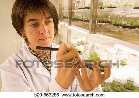 Stock Photograph - Pines. In vitro culture. Plant Production and Protection, Biotechnology Laboratory, Neiker Tecnalia, Instituto de Investigaci? n y Desarrollo Agrario, Ganadero, Forestal y del Medio Natural, Arkaute, Alava, Euskadi, Spain.. Fotosearch