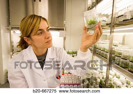 Pines. In vitro culture. Plant Production and Protection, Biotechnology Laboratory, Neiker Tecnalia, Instituto de Investigaci? n y Desarrollo Agrario, Ganadero, Forestal y del Medio Natural, Arkaute, Alava, Euskadi, Spain. View Large Photo Image Stock Photography - Pines. In vitro culture. Plant Production and Protection, Biotechnology Laboratory, Neiker Tecnalia, Instituto de Investigaci? n y Desarrollo Agrario, Ganadero, Forestal y del Medio Natural, Arkaute, Alava, Euskadi, Spain.. Fotosearch