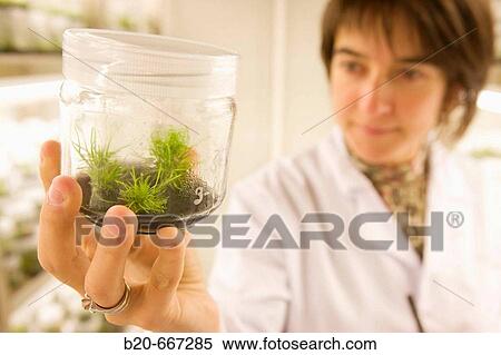 Pines. In vitro culture. Plant Production and Protection, Biotechnology Laboratory, Neiker Tecnalia, Instituto de Investigaci? n y Desarrollo Agrario, Ganadero, Forestal y del Medio Natural, Arkaute, Alava, Euskadi, Spain. View Large Photo Image Stock Photography - Pines. In vitro culture. Plant Production and Protection, Biotechnology Laboratory, Neiker Tecnalia, Instituto de Investigaci? n y Desarrollo Agrario, Ganadero, Forestal y del Medio Natural, Arkaute, Alava, Euskadi, Spain.. Fotosearch