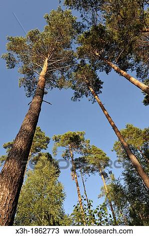 Stock Image - pines plantation, Forest of Rambouillet, Yvelines department, Ile-de-France region, France, Europe. Fotosearch
