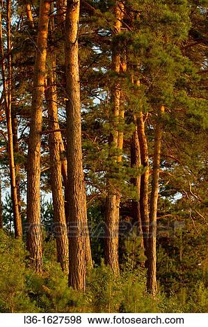 Pines View Large Photo Image Stock Photo - Pines. Fotosearch