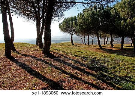 pines, Tona, Catalonia, Spain View Large Photo Image Stock Image - pines, Tona, Catalonia, Spain. Fotosearch