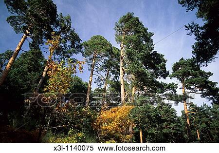 Pines wood at Navacerrada mountains Madrid Spain View Large Photo Image Stock Photography - Pines wood at Navacerrada mountains Madrid Spain. Fotosearch