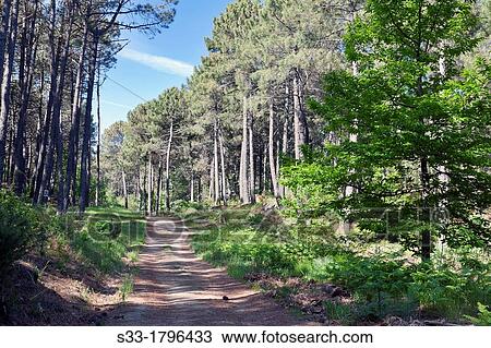 Stock Image - Pinewood in Casillas? vila Castilla Le? n Spain. Fotosearch