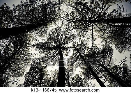 Pinewood Las Navas del Marqu's? vila Castilla y Le? n Spain View Large Photo Image Stock Photography - Pinewood Las Navas del Marqu's? vila Castilla y Le? n Spain. Fotosearch