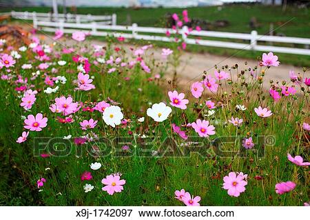 Pink and white Cosmos wild flowers at the roadside, Malaysia View Large Photo Image Stock Photo - Pink and white Cosmos wild flowers at the roadside, Malaysia. Fotosearch