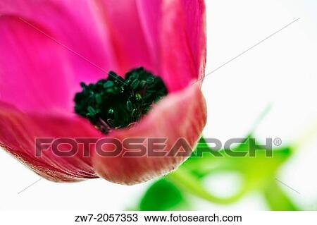 Pink Anemone coronaria flower. View Large Photo Image Stock Image - Pink Anemone coronaria flower.. Fotosearch