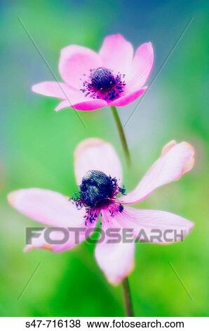 Pink Anemone Poppy Duo. Anemone coronaria. May 2007, Maryland, USA View Large Photo Image Stock Photo - Pink Anemone Poppy Duo. Anemone coronaria. May 2007, Maryland, USA. Fotosearch