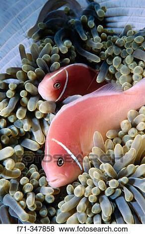 Pink Anemonefish (Amphiprion perideraion). Kimbe Bay, Papua New Guinea View Large Photo Image Stock Photo - Pink Anemonefish (Amphiprion perideraion). Kimbe Bay, Papua New Guinea. Fotosearch